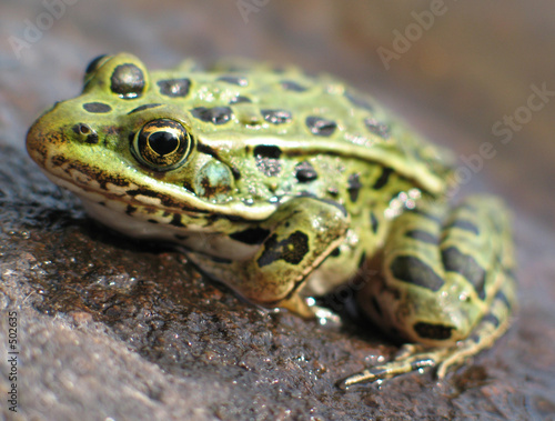 leopard frog 2