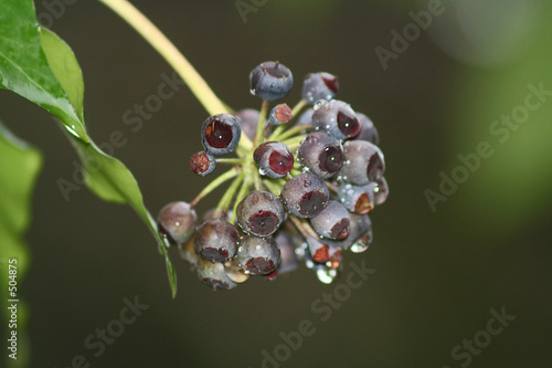 efeubeeren