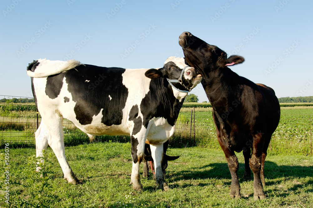 cow love