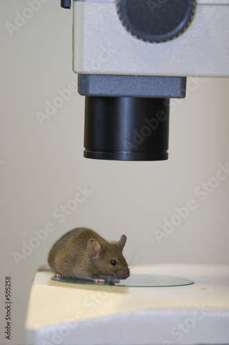 laboratory mouse under the microscope close-up