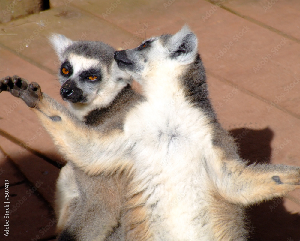 two ring tailed lemur