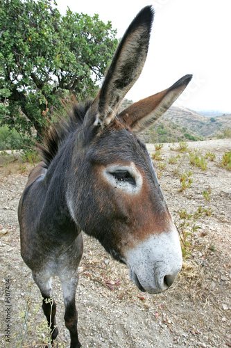 close up of spanish donkey with big ears