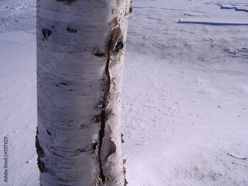 bouleau en hiver