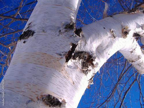 arbre