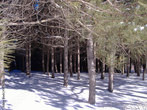 sous bois eneigé