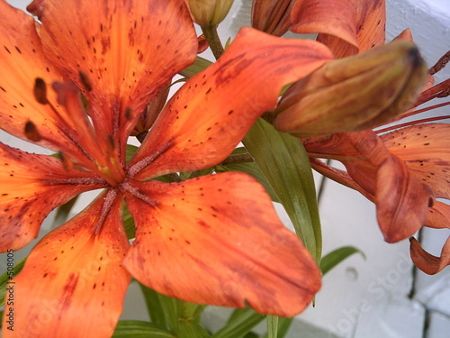fleur en couleur