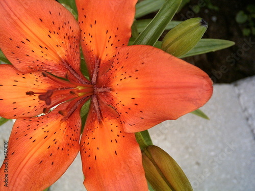 fleur en couleur 2