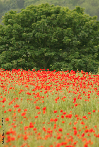 Plakat poppies and trees