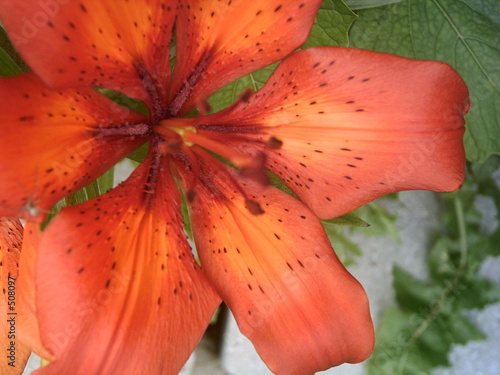 fleur en couleur 3