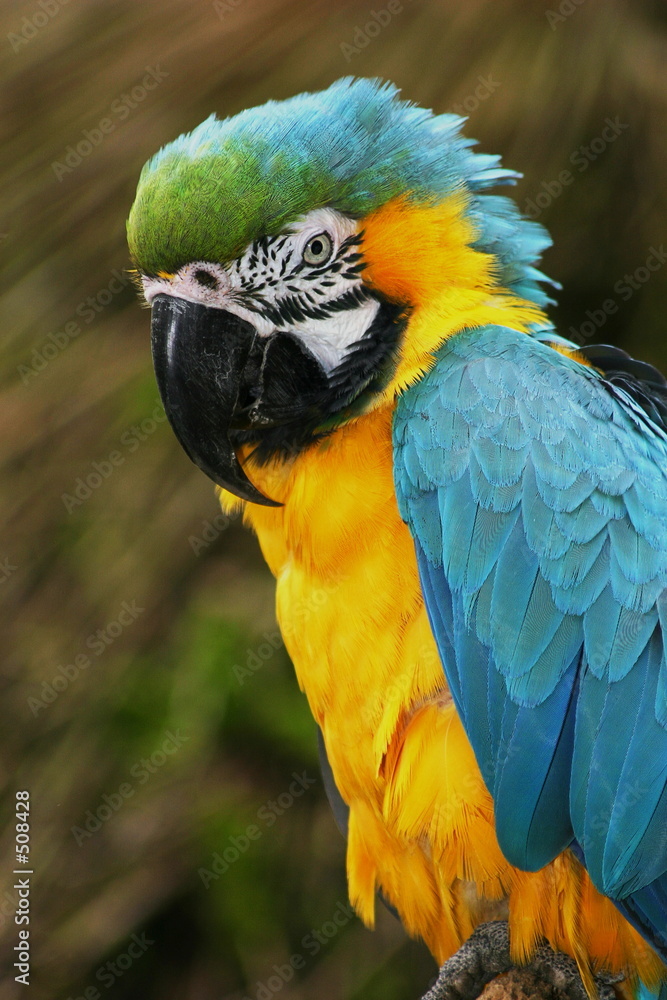 Fototapeta premium ara bleu et jaune