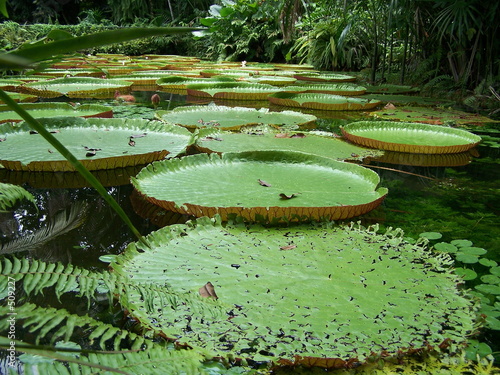 victoria regia (1)