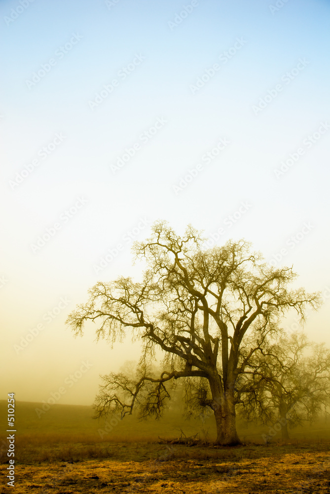 misty oaks below, blue sky above