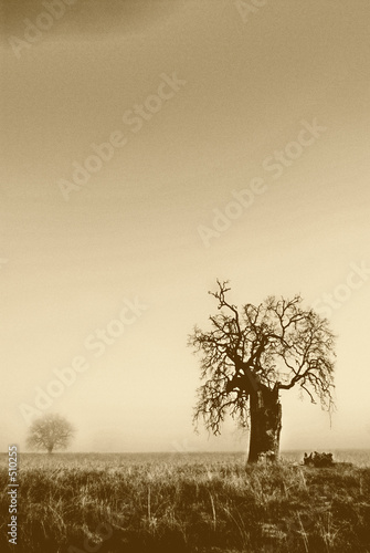 oaks in sepia: grainy and gritty