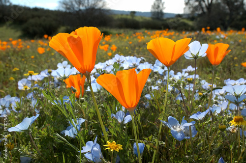 bug's eye view: california poppy, baby blue eyes, and goldfields