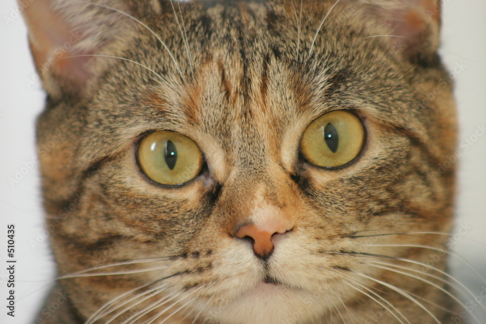 closeup of cat
