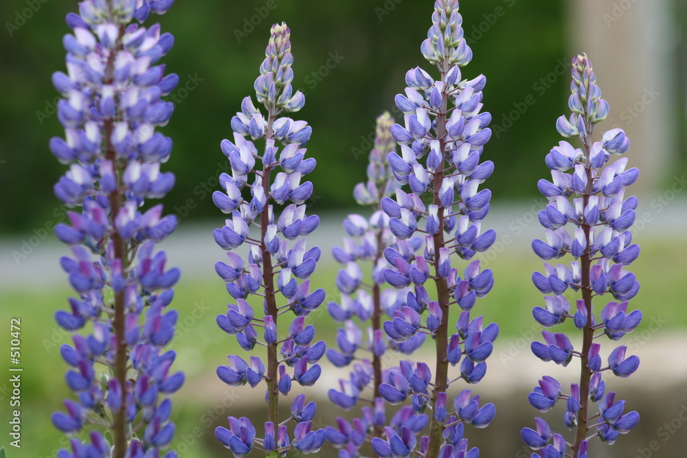 lupins lupins