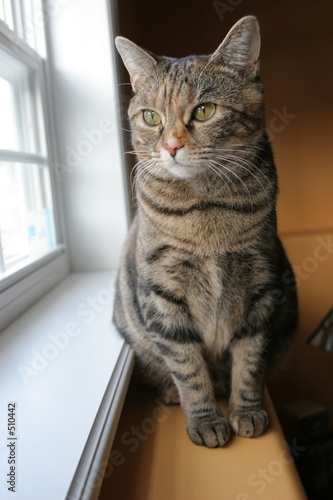 cat at window