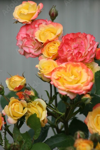 floribunda masquerade - bush