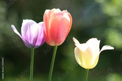 easter tulips