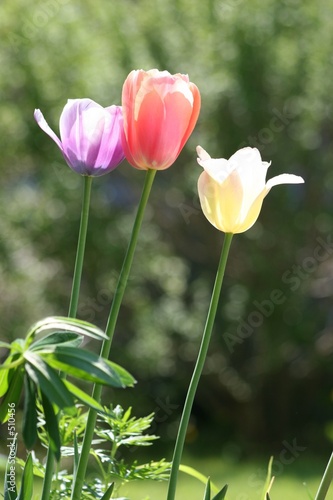 bunch of easter tulips