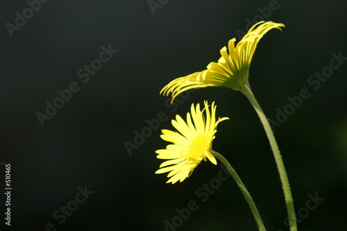 two yellow daisies photo