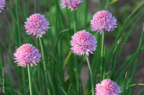 chives