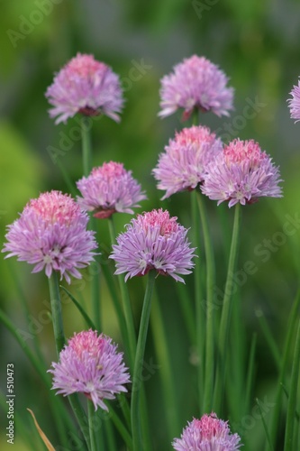 flowering chives © Trevor Allen