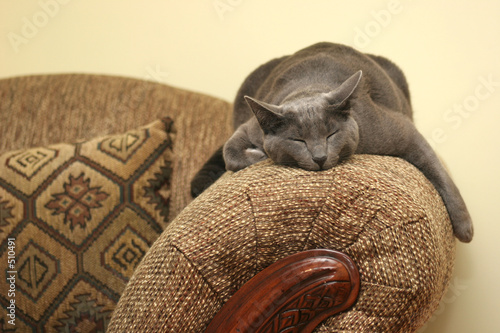 sleeping cat