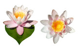 flores de loto