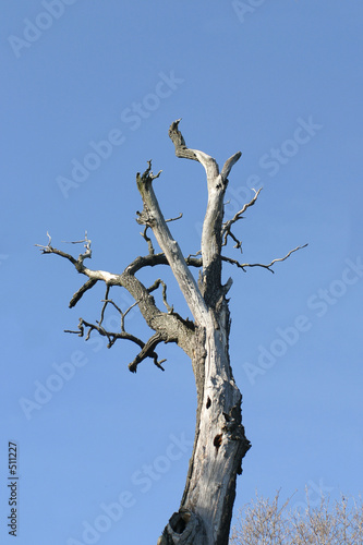 dead tree © GeoM