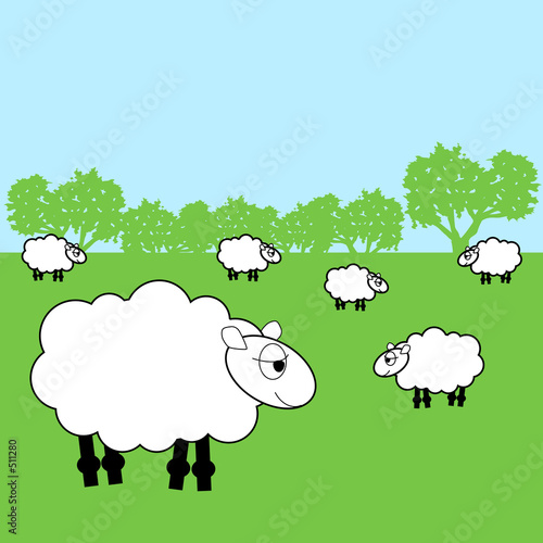 sheep