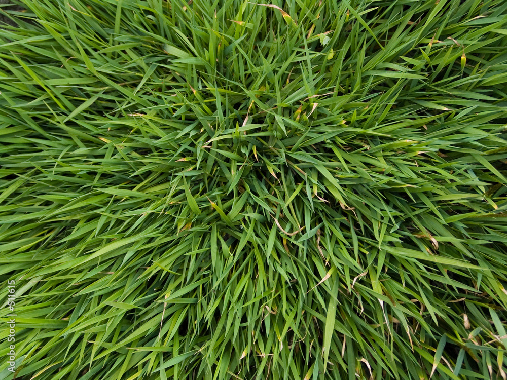 backgrounds - grass backgrounds - grass