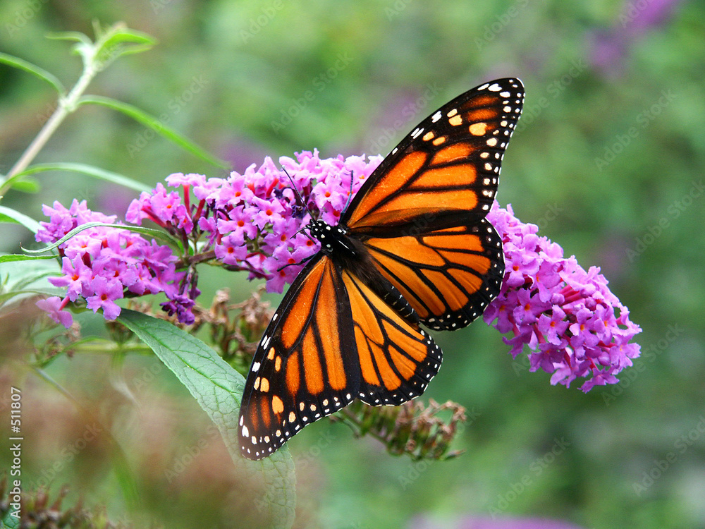 Fototapeta premium monarch butterfly