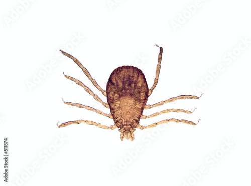 microscope - tick (rhipicephalus sanguineus) photo