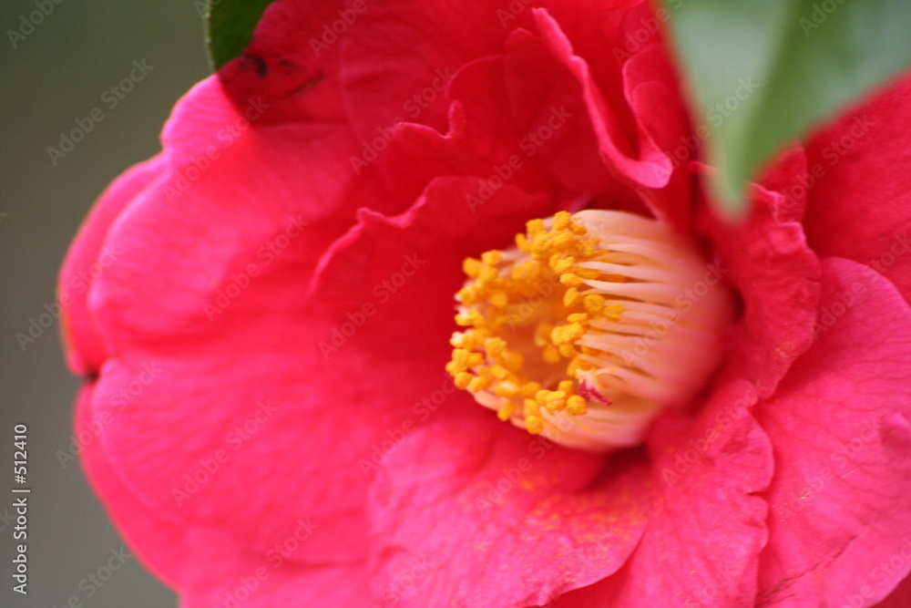 camellia