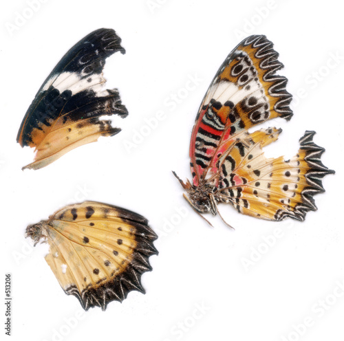 scan of butterfly wings