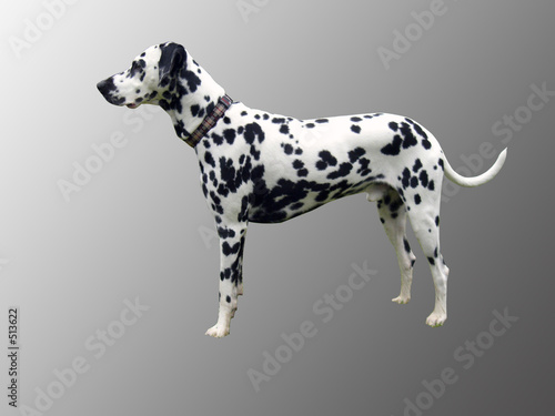 dalmatien de profil