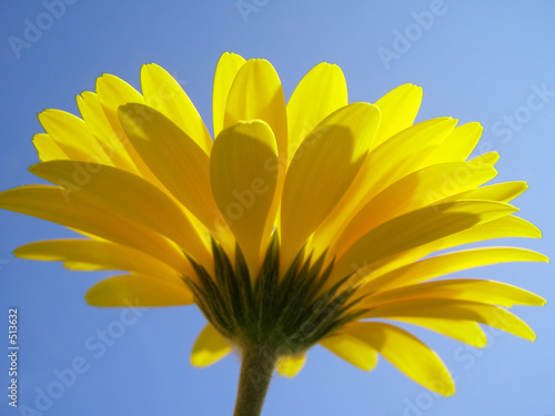 yellow gerbera
