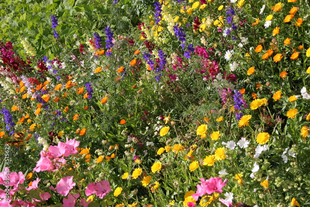 streublumenwiese StockFoto Adobe Stock