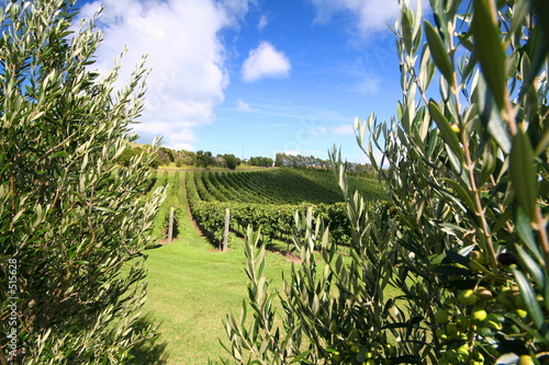 olive tree along a vineyard