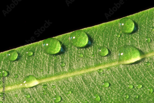 close up macro shot of water droplets on a green leaf.