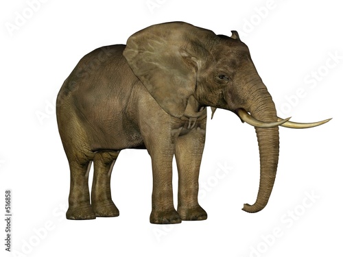 Photography elephant