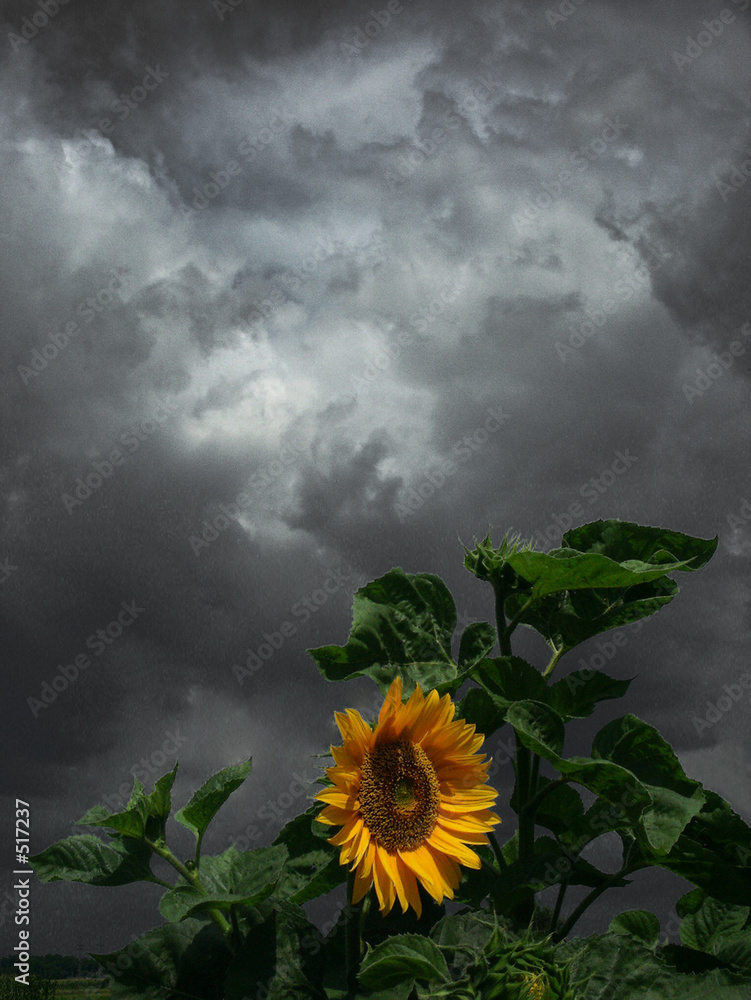 Obraz na plátně before storm