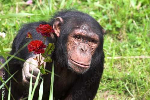 Fotobehang chimpanzee holding out rose