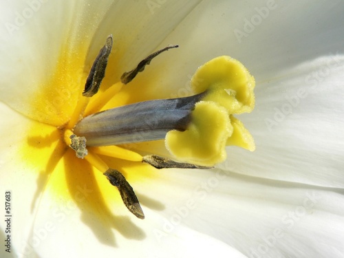tulipe1