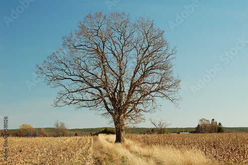 tree in golden field