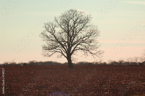 tree