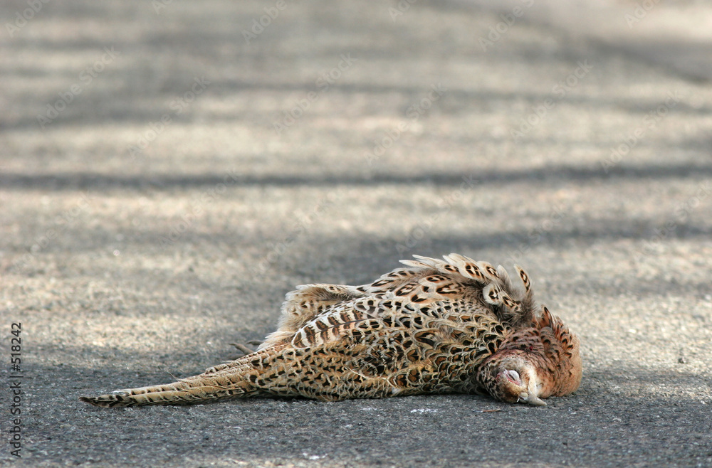 Obraz premium road kill