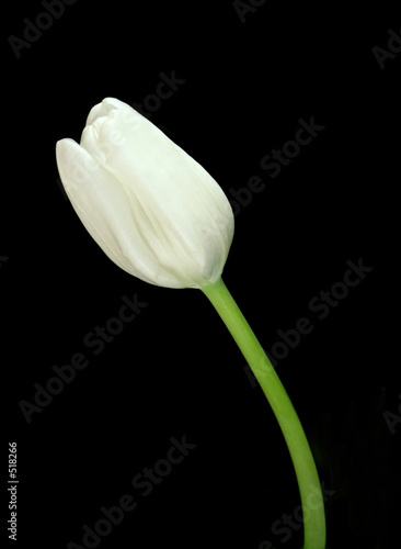tulip beauty