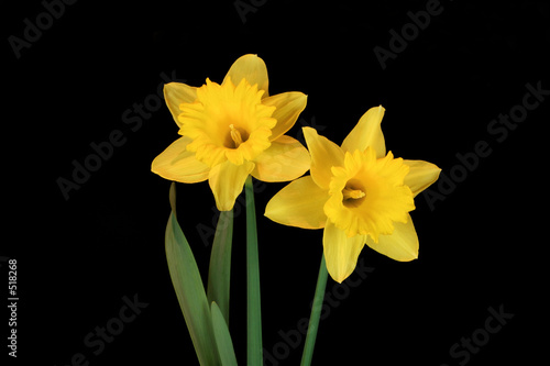 daffodil beauties